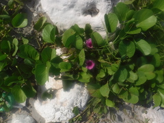 Ipomoea pes-caprae