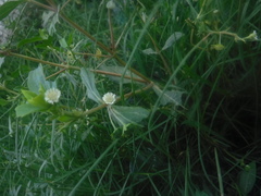 Eclipta prostrata