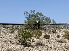 Larrea tridentata