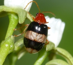 Monolepta melanogaster