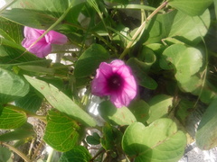 Ipomoea pes-caprae