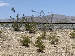Larrea tridentata