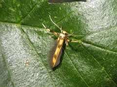 Stathmopoda pedella