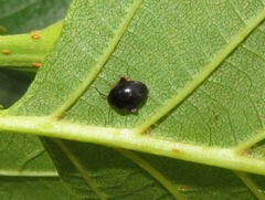 Scirtes hemisphaericus