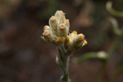 Image of Pseudognaphalium macounii by (c) Anders Hastings, some rights reserved (CC BY)