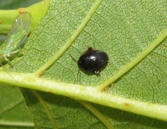 Scirtes hemisphaericus