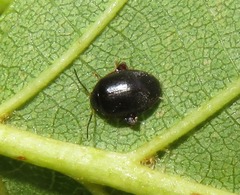 Scirtes hemisphaericus