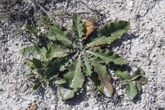 Taraxacum serotinum