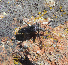 Oxymirus cursor