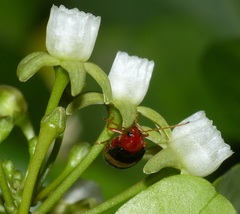 Monolepta melanogaster