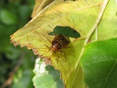 Deraeocoris flavilinea
