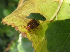 Deraeocoris flavilinea