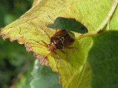 Deraeocoris flavilinea