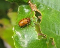 Cryptocephalus pusillus