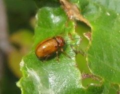 Cryptocephalus pusillus