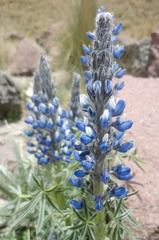Lupinus aschenbornii