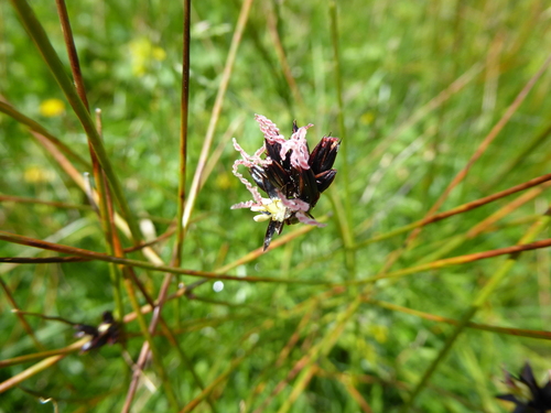 Image of Juncus jacquinii by (c) Hardy Smallfeat, some rights reserved (CC BY)