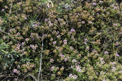 Thymus calcareus