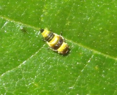 Eupterycyba jucunda