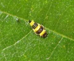 Eupterycyba jucunda