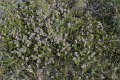 Thymus calcareus