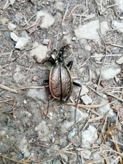 Carabus depressus