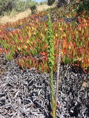 Platanthera michaelii