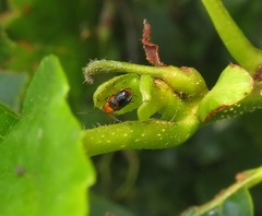 Cryptocephalus pusillus