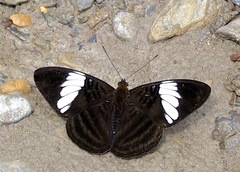 Adelpha epione