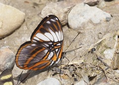 Adelpha epione