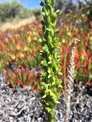 Platanthera michaelii