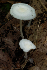 Resinomycena rhododendri