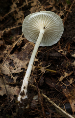 Resinomycena rhododendri