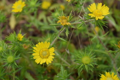 Centromadia parryi parryi