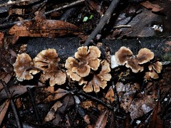 Rhizocybe