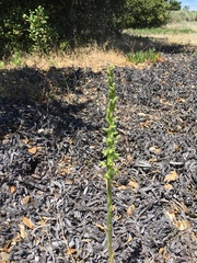Platanthera michaelii