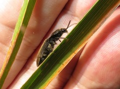 Hemicrepidius hirtus