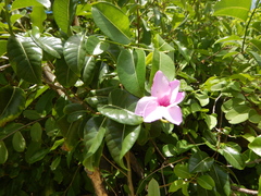 Cryptostegia