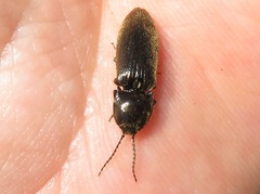 Hemicrepidius hirtus