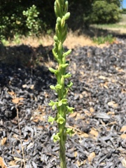 Platanthera michaelii