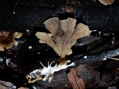 Rhizocybe