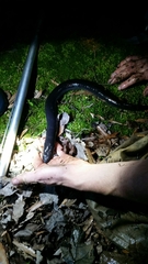 Amphiuma tridactylum