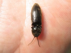 Hemicrepidius hirtus