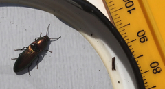 Nitidolimonius resplendens