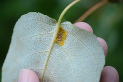 Taphrina populi-salicis