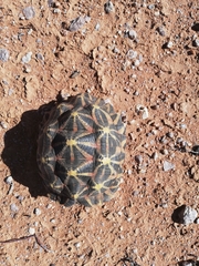 Psammobates tentorius trimeni