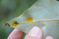 Taphrina populi-salicis