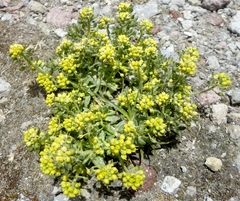 Draba nivicola