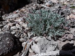 Astragalus calycosus calycosus
