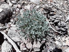 Astragalus calycosus calycosus